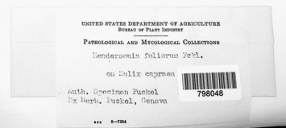Coryneum foliorum image